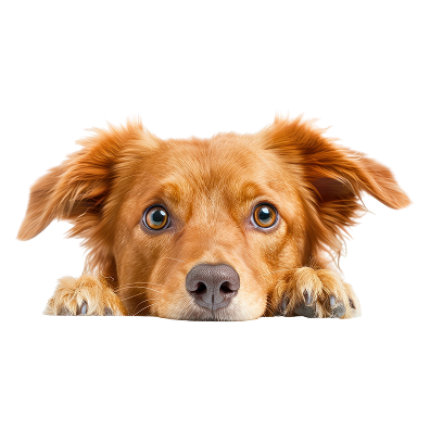 Perrito Vetify en mantenimiento